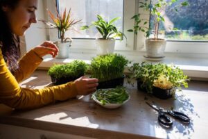A person in a yellow shirt tends to fresh microgreens and herbs on a sunlit windowsill, surrounded by potted plants and gardening tools.