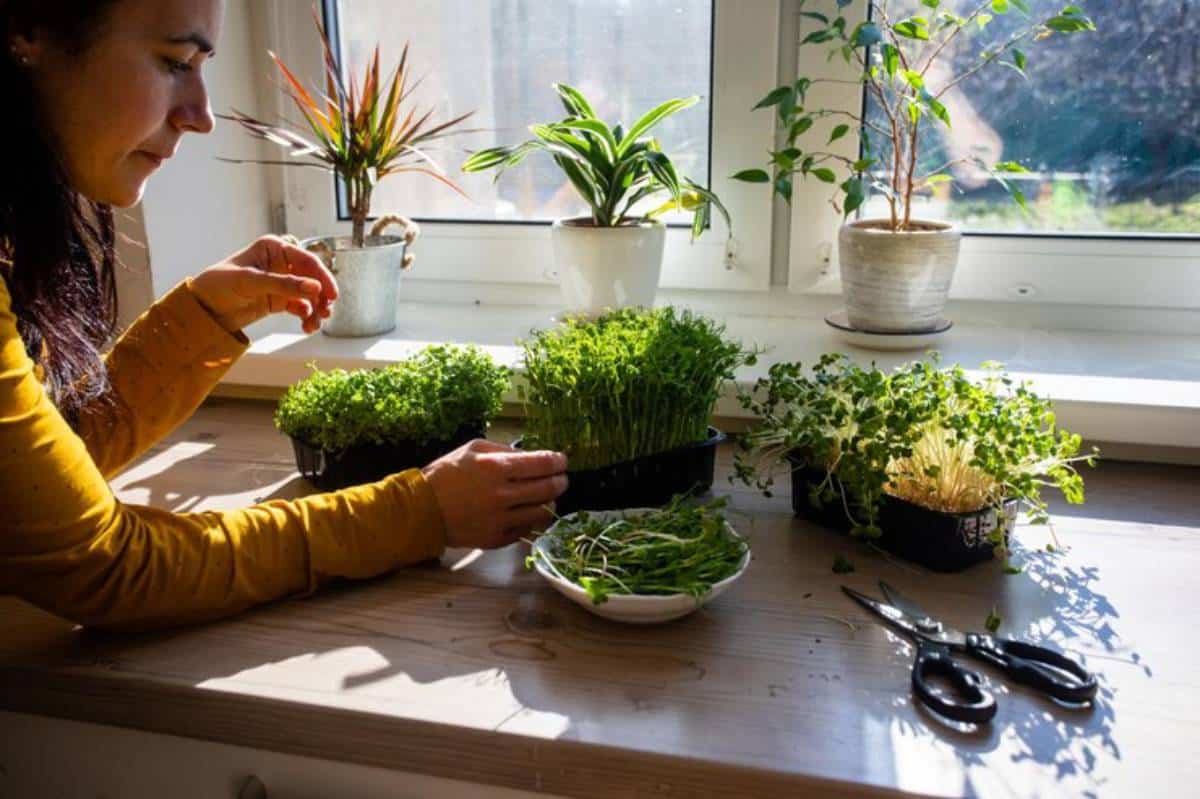 A person in a yellow shirt tends to fresh microgreens and herbs on a sunlit windowsill, surrounded by potted plants and gardening tools.